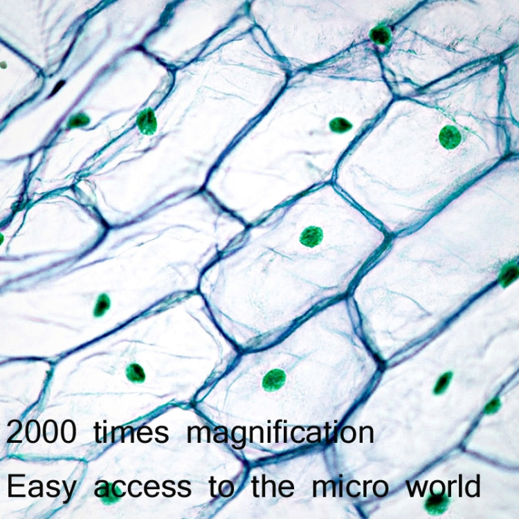 2000X WIFI Microscopio biológico de gran aumento USB HD Digital Lupa