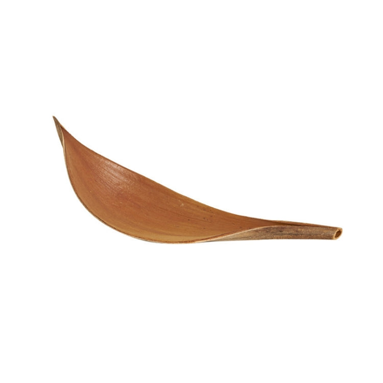 Hojas de cacao, accesorios de tiro de plantas naturales, adornos de flores secas, 20-32 cm, 35-39 cm